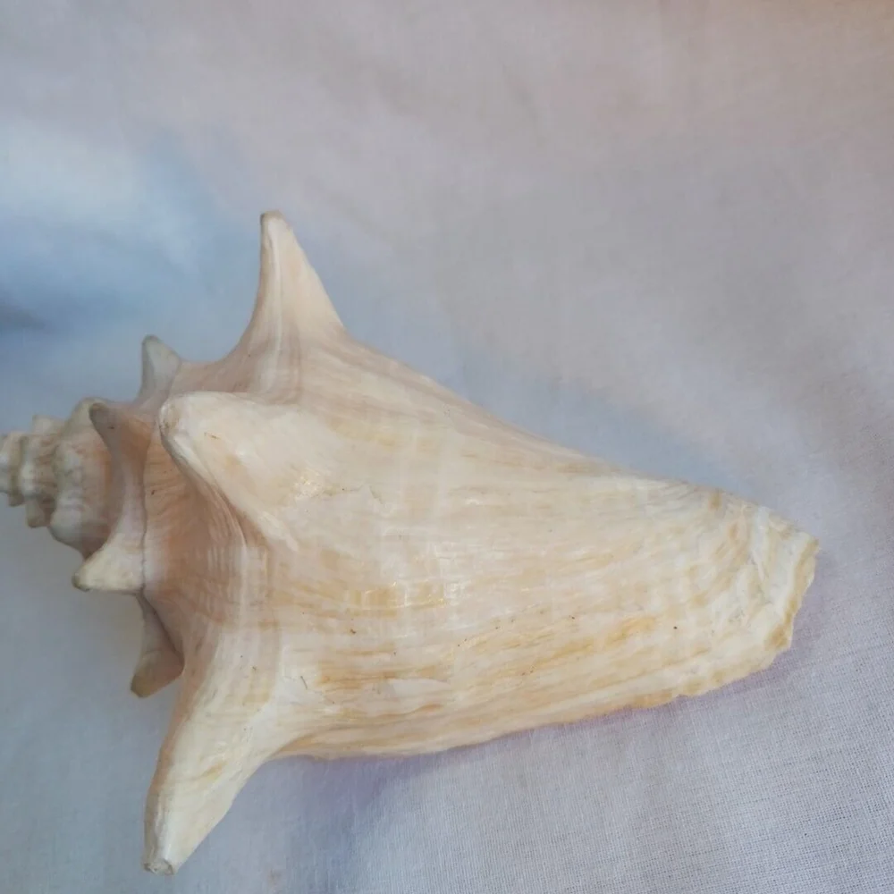 Conch Shell 6 Inch